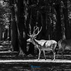 World of Deer in B&W