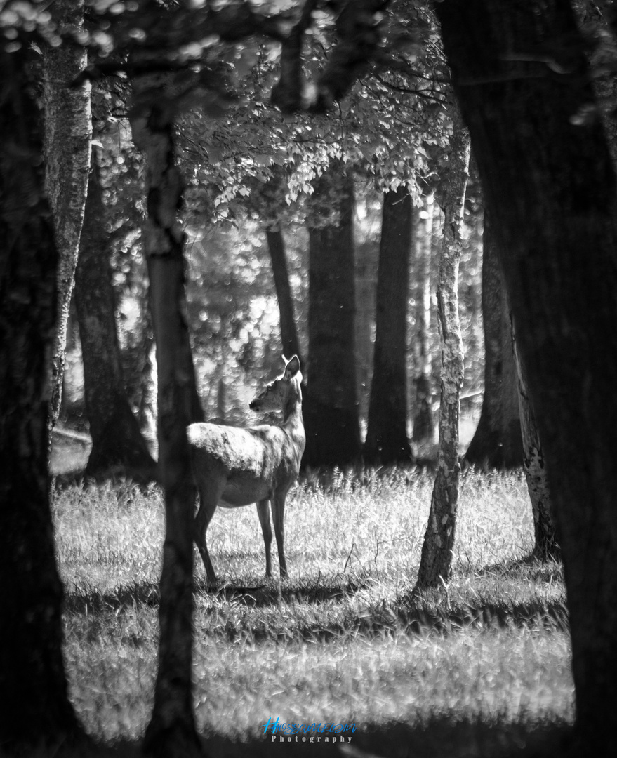 World of Deer in B&W