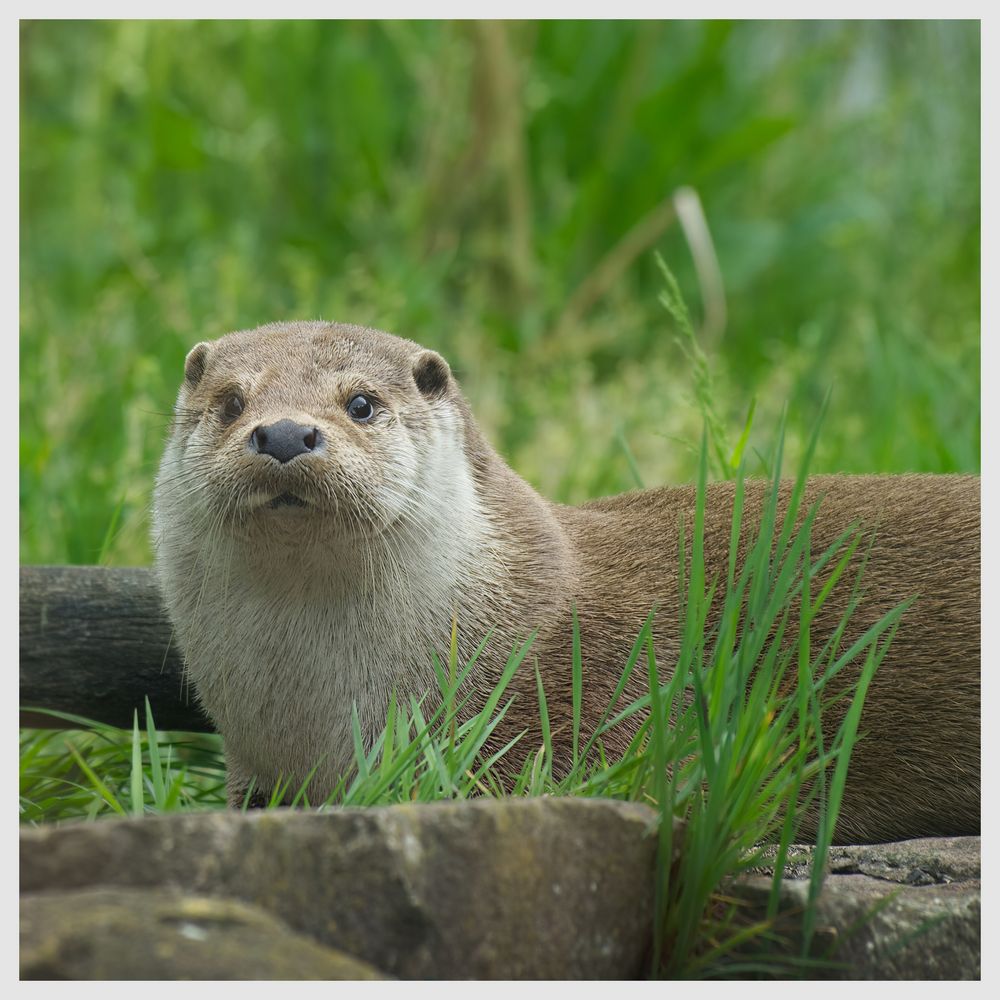 World Otter Day Foto & Bild | tiere, zoo, wildpark & falknerei