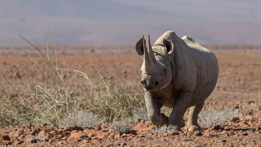 World Rhino Day