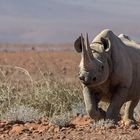 World Rhino Day