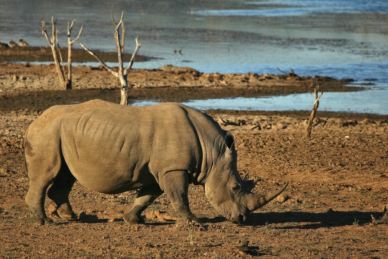 World rhino day