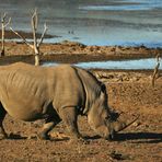 World rhino day