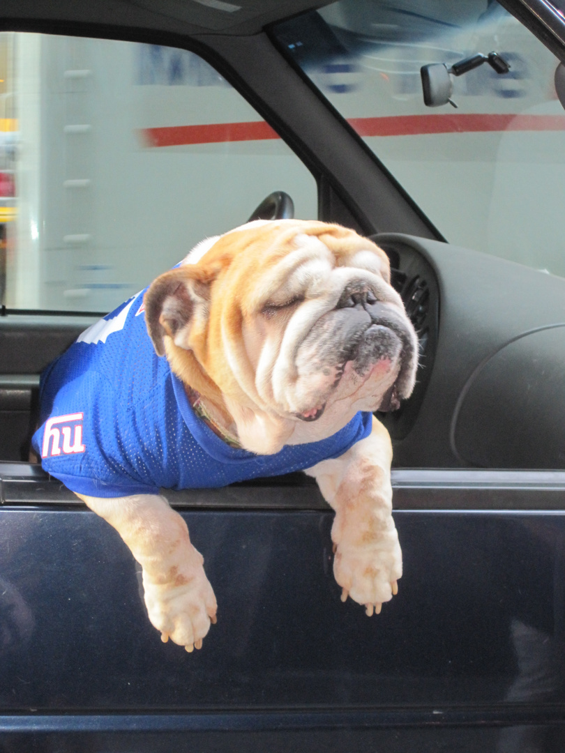 Worlds greatest NY Giants Fan on 46th Street