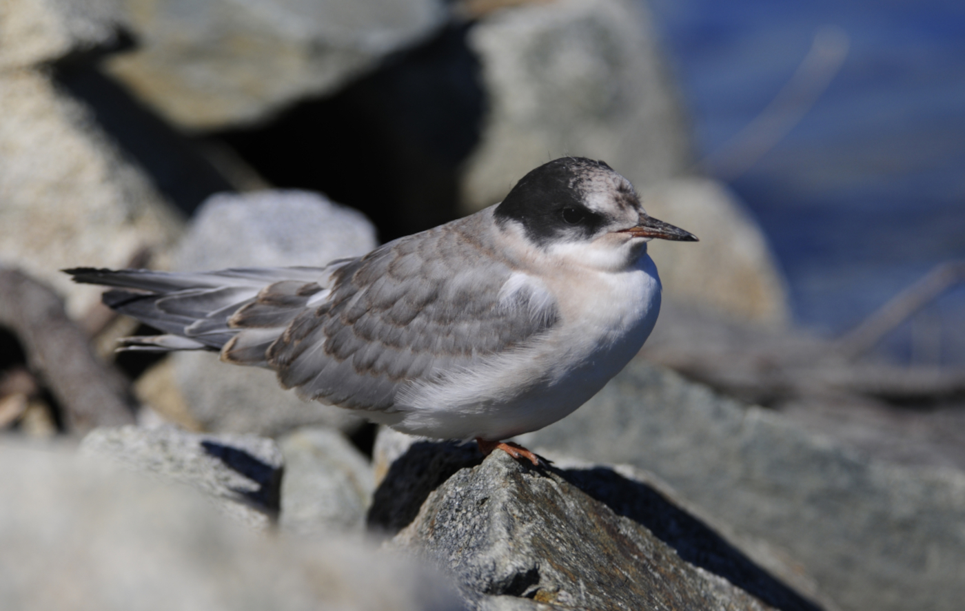 world's greatest snowbird 