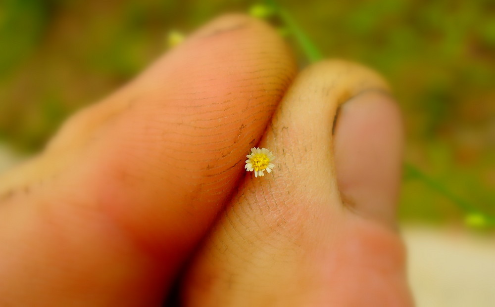 worlds smallest flower