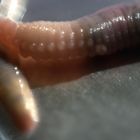 Worms Cuddling, 2010