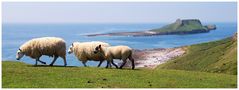 Worm's Head