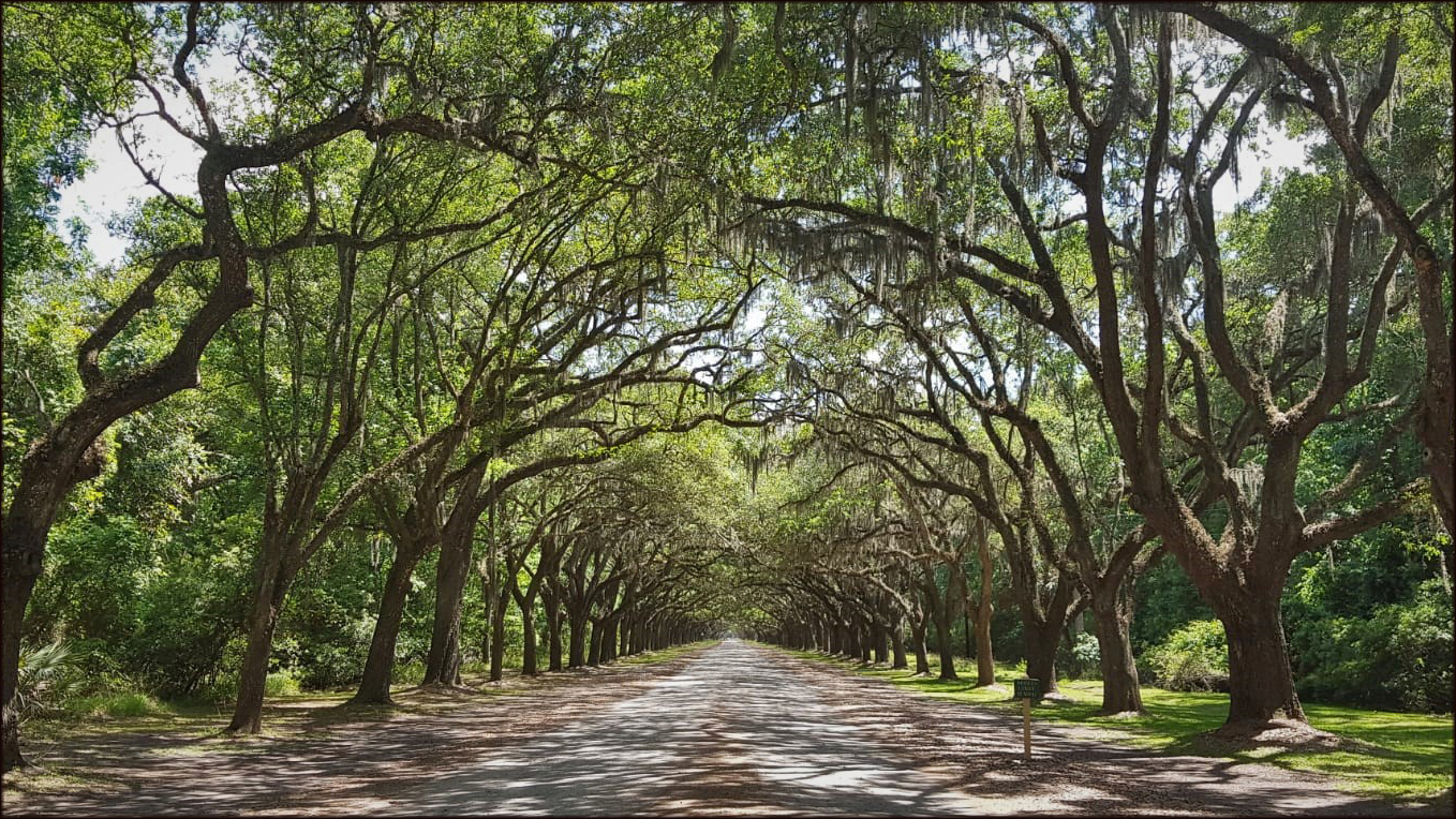 Wormsloe Plantage 