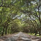 Wormsloe Plantage 