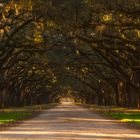 Wormsloe Plantation