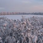 Worpswede auf dem Weyerberg