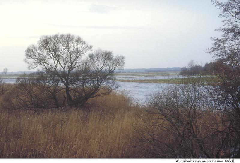 Worpswede - Winterhochwasser an der Hamme