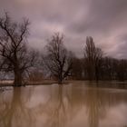 Worringen_Rheinauen_Überschwemmung_28-01-2018_-4730