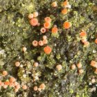 Wort-Ungeheuer: Feld-Fleischfruchtflechte (Sarcosagium campestre)