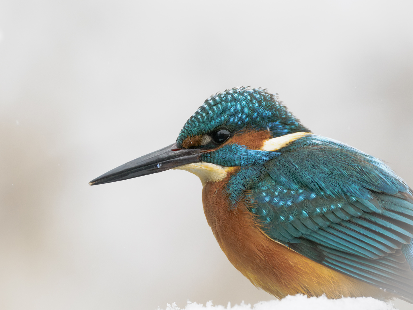 Wortwörtlich ein Eisvogel