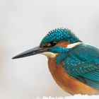 Wortwörtlich ein Eisvogel