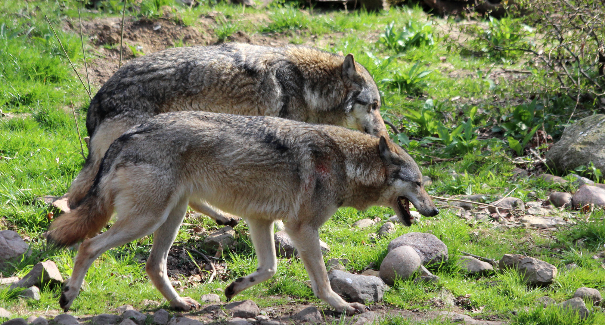 Worüber sich diese beiden Wölfe wohl unterhalten?
