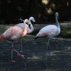 Worüber sich diese drei Flamingos wohl unterhalten?