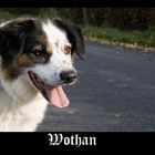 Wothan (Notfall: sucht dringend ein neues Zuhause)