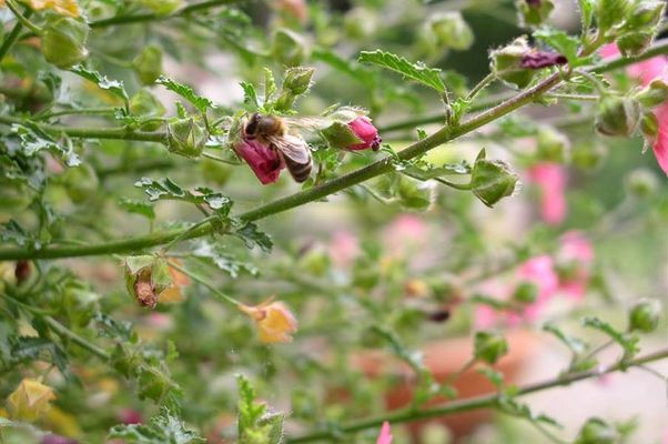 Would you rather bee or wasp?