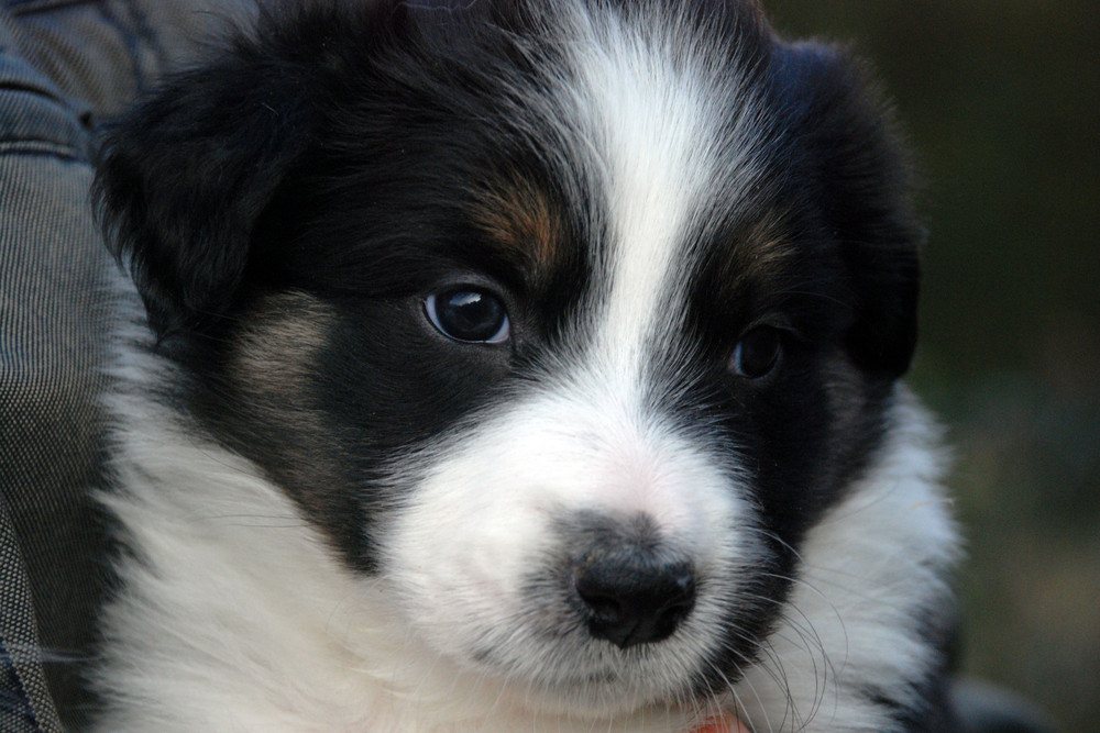 Wouters Border Collie