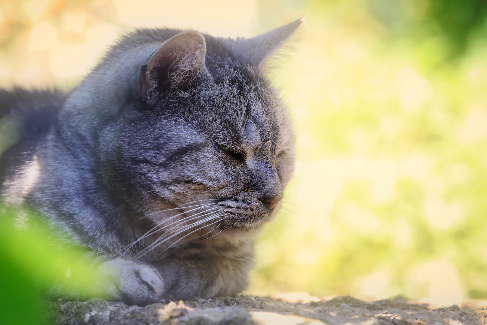 Wovon Katzen träumen ...