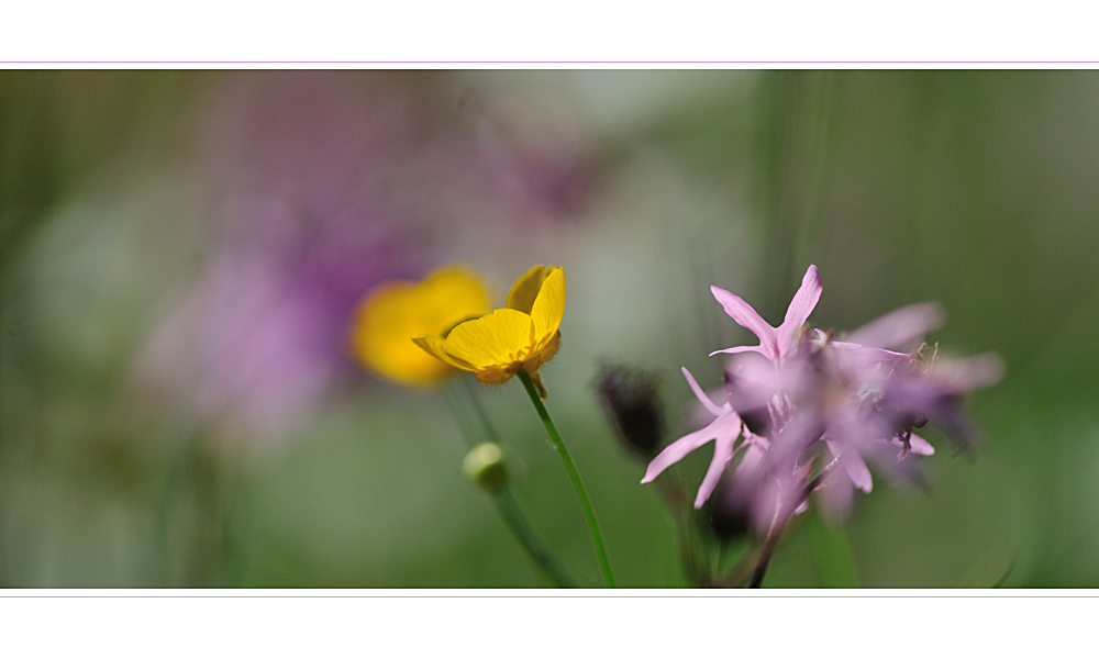 wovo's blumenwiese _ 09