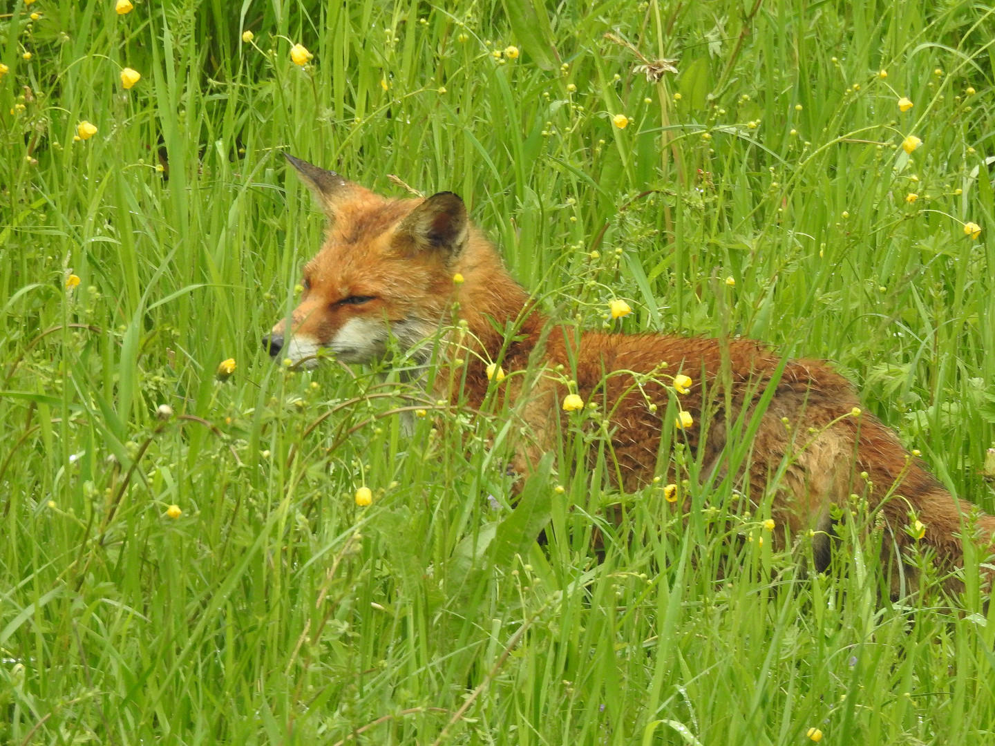 Wow ! Ein Fuchs in unserem Garten Foto & Bild fotos