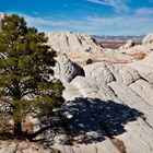 WP - Lone tree and child