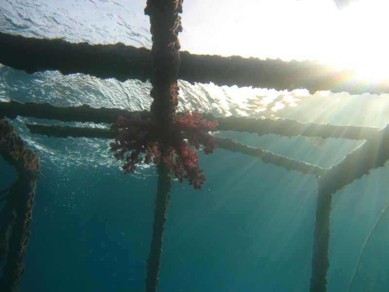 Wrack BALENA in Hafen von Hurghada