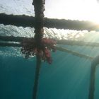 Wrack BALENA in Hafen von Hurghada