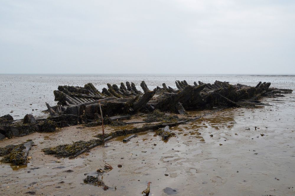 Wrack im Wattenmeer