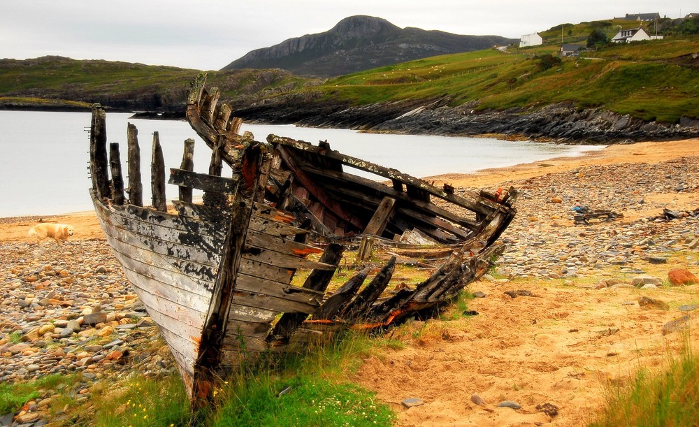 Wrack in Talmine / Schottland