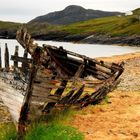 Wrack in Talmine / Schottland