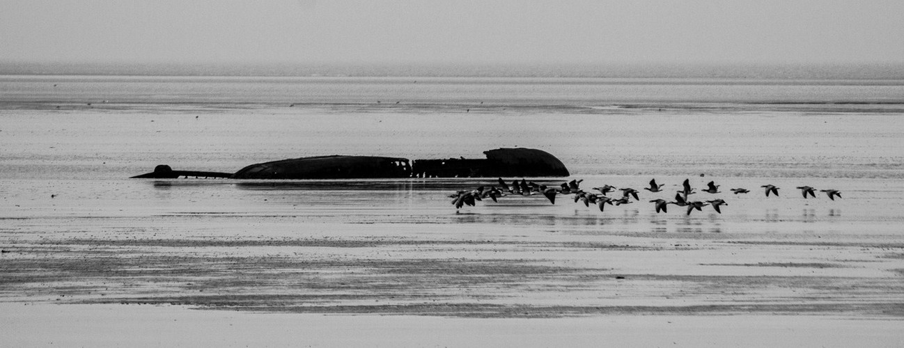 Wrack mit Gänsen