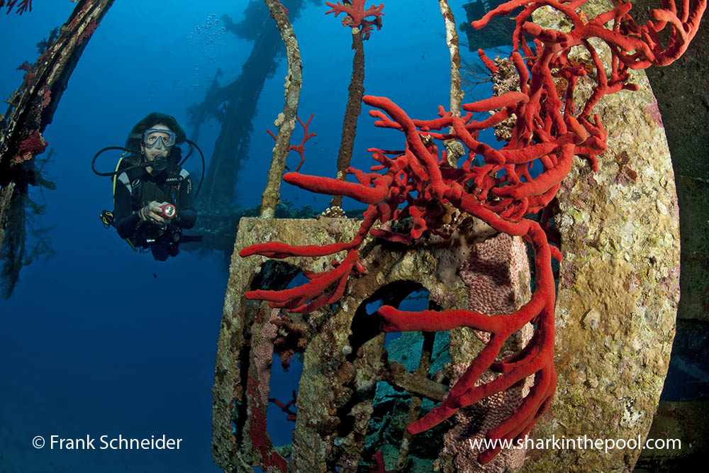 Wreck "Cedar Pride", Aqaba