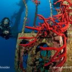 Wreck "Cedar Pride", Aqaba