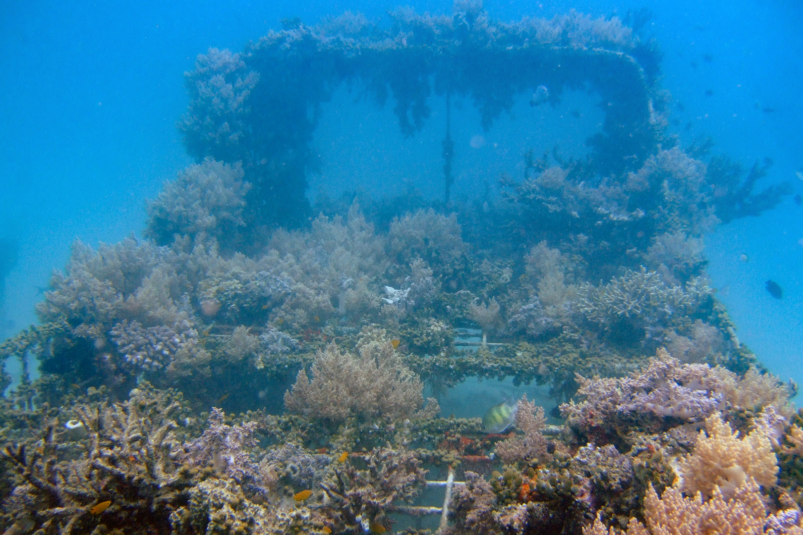 Wreck coverd with underwater plants