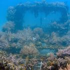 Wreck coverd with underwater plants