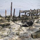 Wrecked cane barge