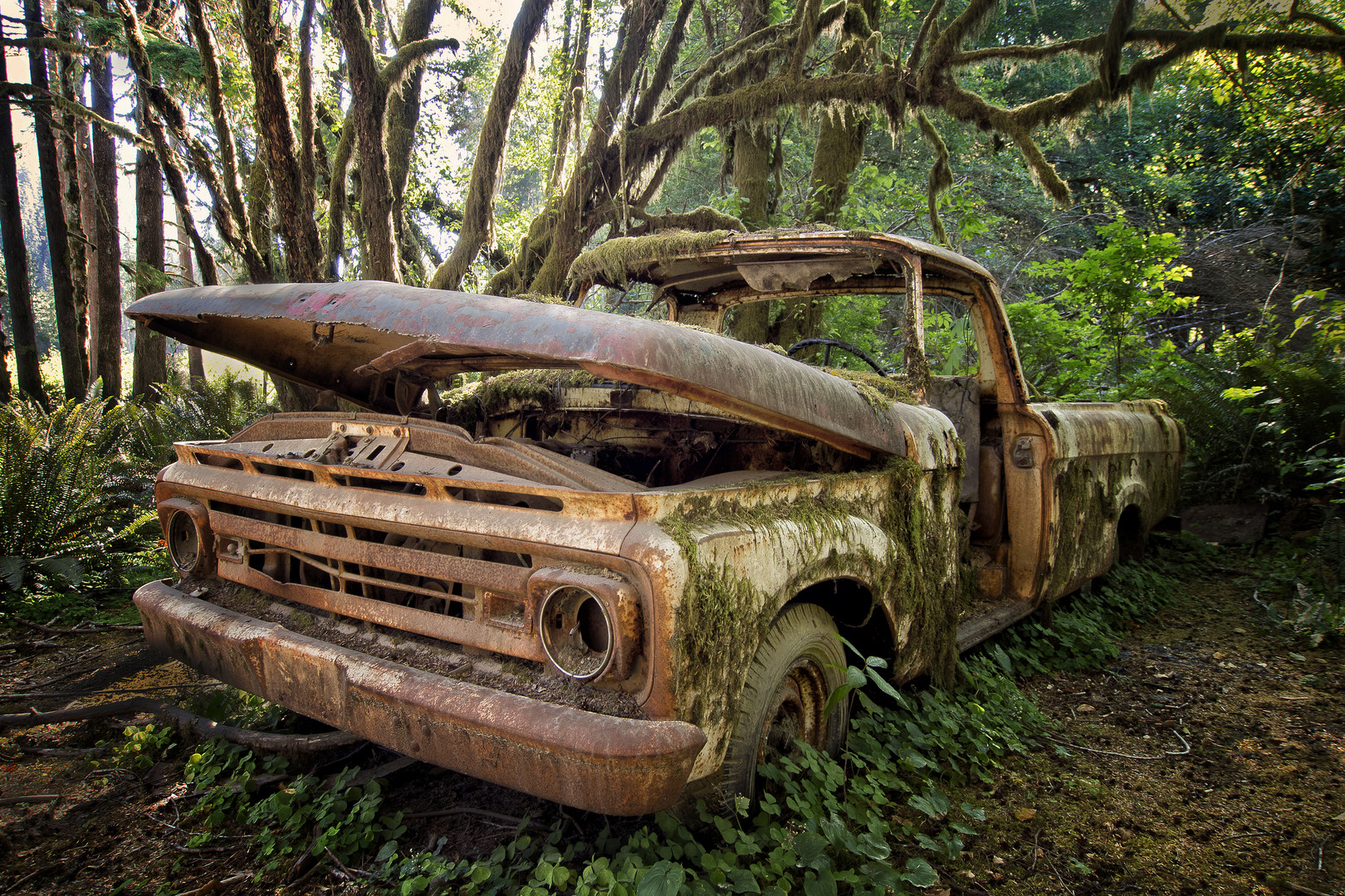 Wrecked Car in the Rainforest