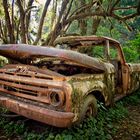 Wrecked Car in the Rainforest