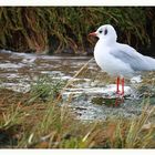 Wremer Möwe 20.09.2012