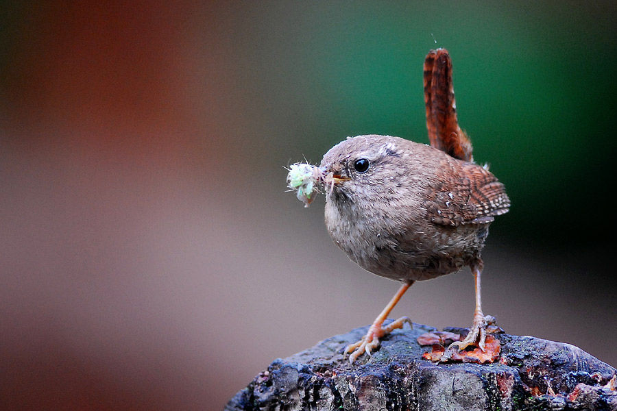 Wren