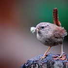 Wren