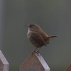 WREN