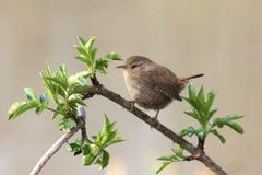 Wren