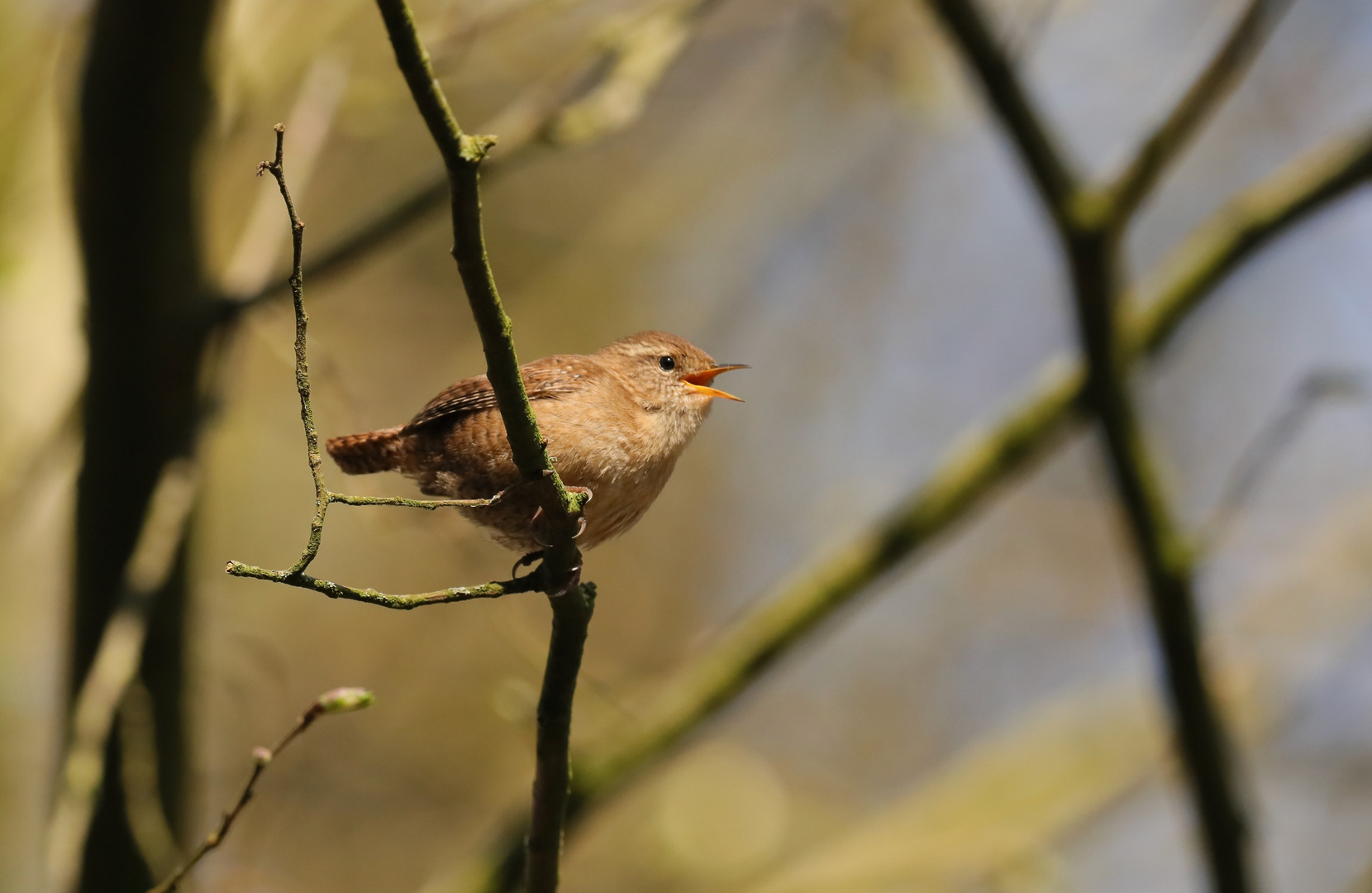 Wren