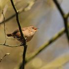 Wren